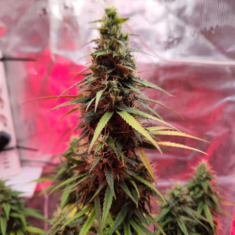 Bonnie growlog timeline photo