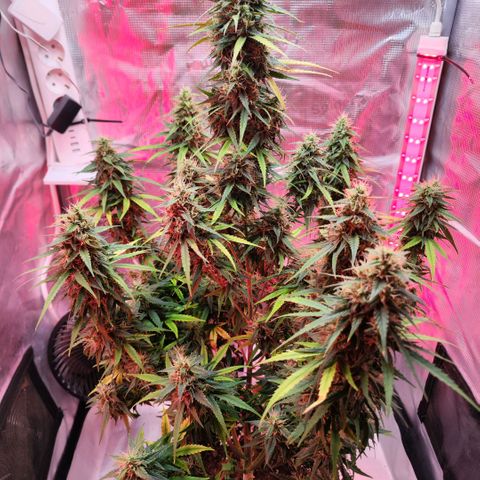 Bonnie growlog timeline photo