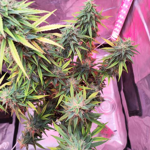 Bonnie growlog timeline photo