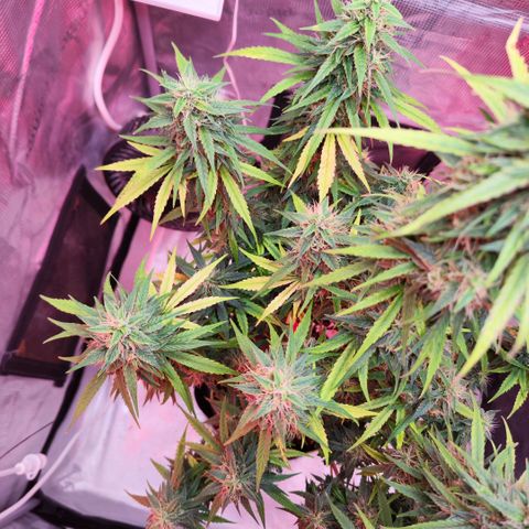 Bonnie growlog timeline photo