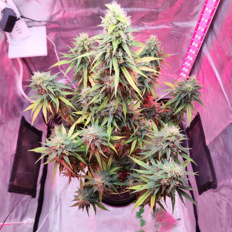 Bonnie growlog timeline photo