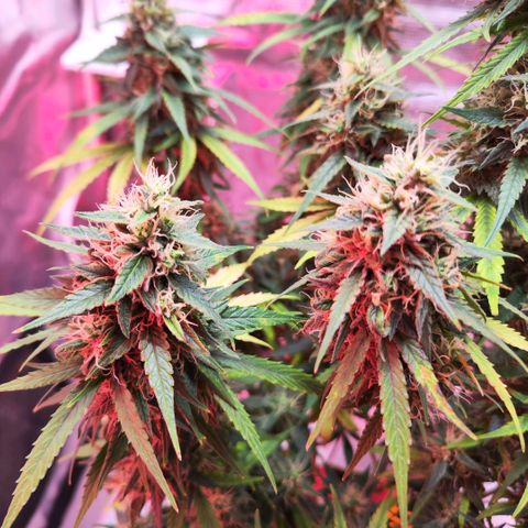 Bonnie growlog timeline photo