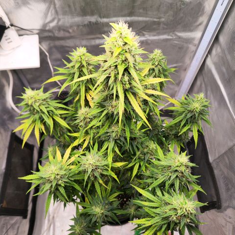Bonnie growlog timeline photo