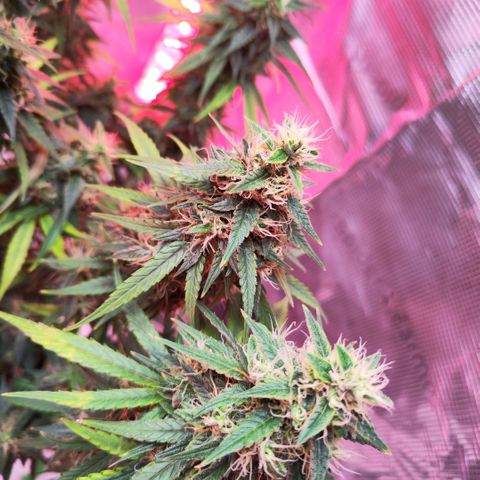 Bonnie growlog timeline photo