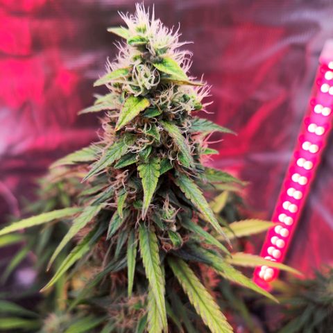 Bonnie growlog timeline photo