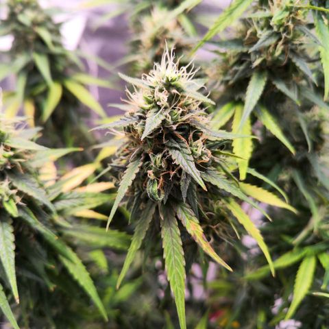 Bonnie growlog timeline photo