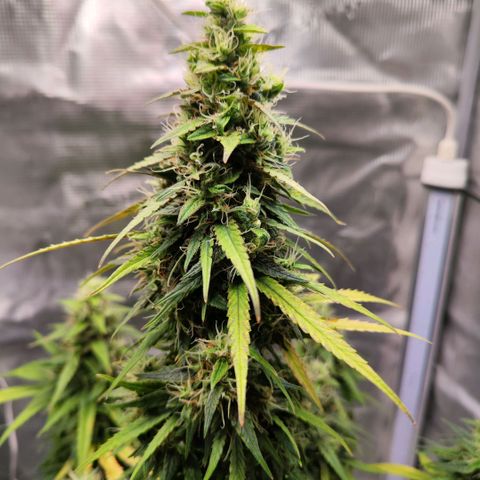 Bonnie growlog timeline photo