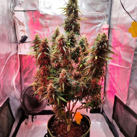 Bonnie growlog timeline photo