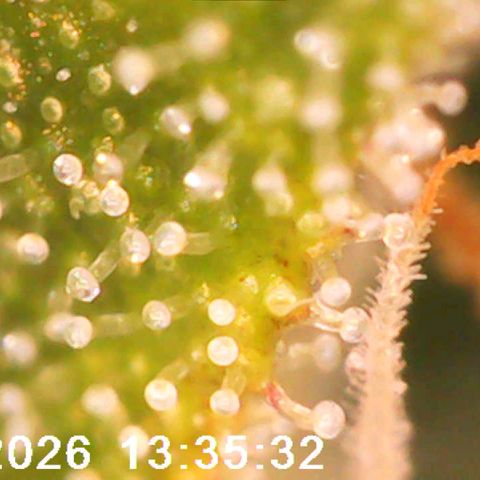 Bonnie growlog timeline photo