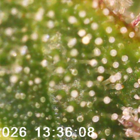 Bonnie growlog timeline photo