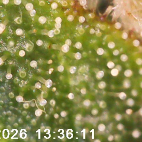 Bonnie growlog timeline photo