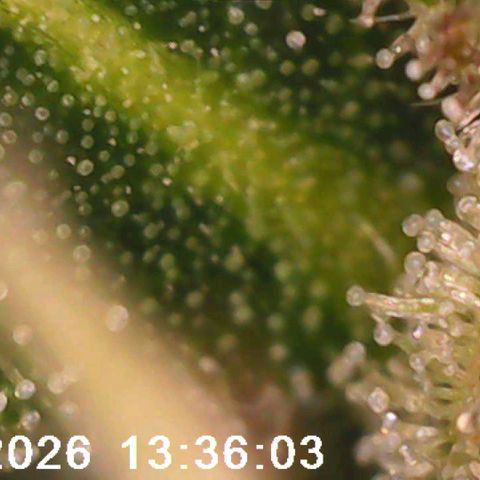 Bonnie growlog timeline photo