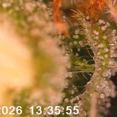 Bonnie growlog timeline photo