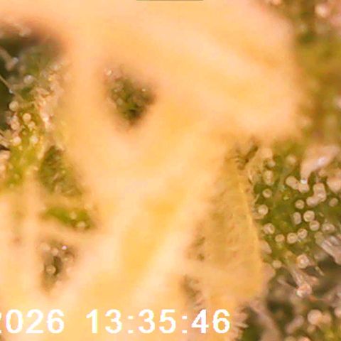 Bonnie growlog timeline photo