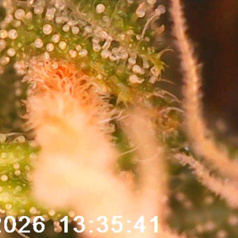 Bonnie growlog timeline photo