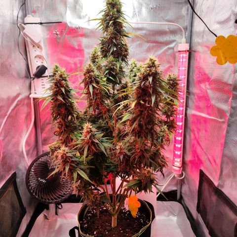 Bonnie growlog timeline photo