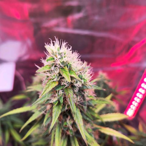 Bonnie growlog timeline photo