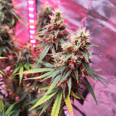 Bonnie growlog timeline photo