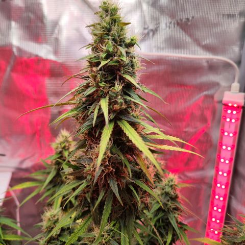 Bonnie growlog timeline photo