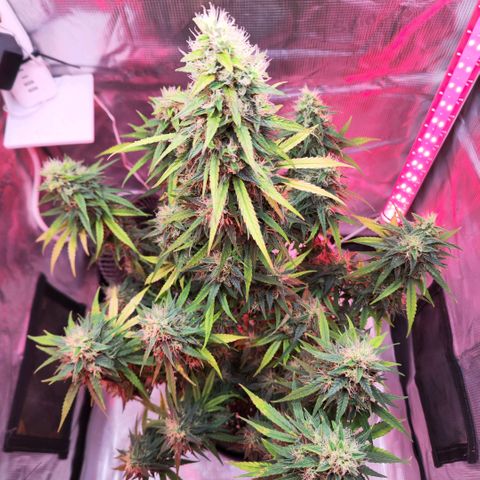 Bonnie growlog timeline photo