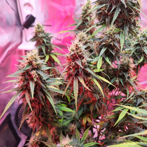 Bonnie growlog timeline photo