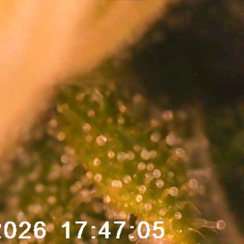 Bonnie growlog timeline photo
