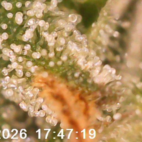 Bonnie growlog timeline photo