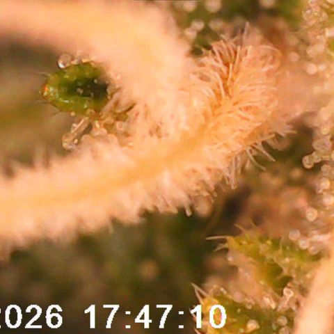 Bonnie growlog timeline photo