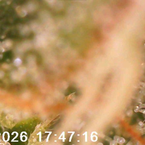 Bonnie growlog timeline photo