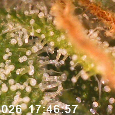 Bonnie growlog timeline photo
