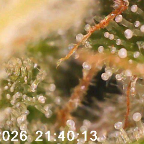 Bonnie growlog timeline photo