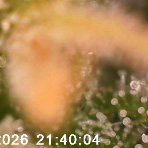 Bonnie growlog timeline photo