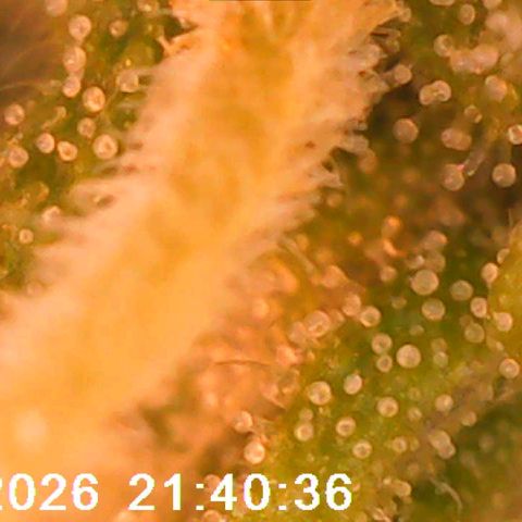 Bonnie growlog timeline photo