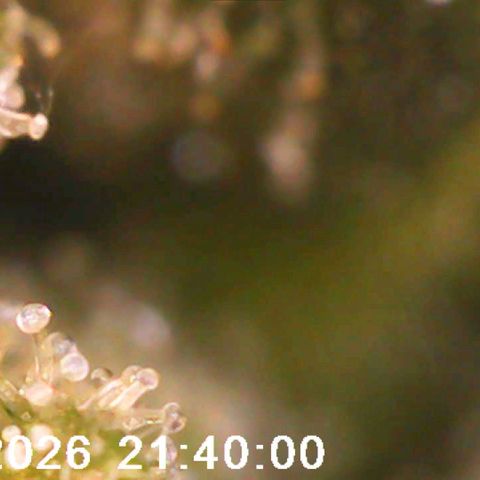 Bonnie growlog timeline photo