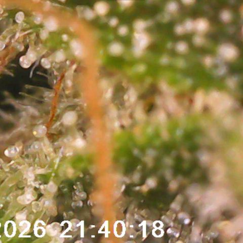 Bonnie growlog timeline photo