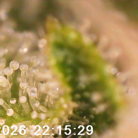 Bonnie growlog timeline photo