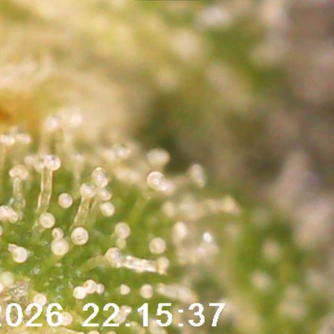 Bonnie growlog timeline photo