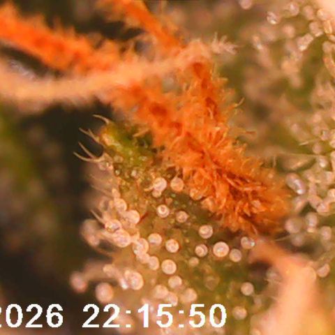 Bonnie growlog timeline photo