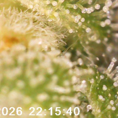 Bonnie growlog timeline photo