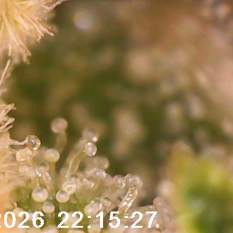 Bonnie growlog timeline photo