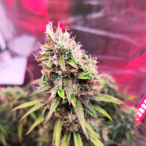 Bonnie growlog timeline photo