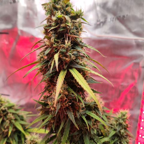 Bonnie growlog timeline photo