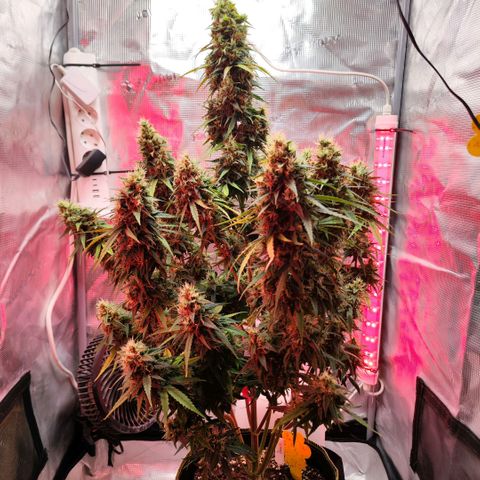 Bonnie growlog timeline photo