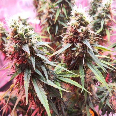 Bonnie growlog timeline photo