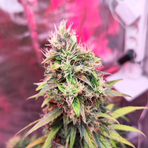 Bonnie growlog timeline photo