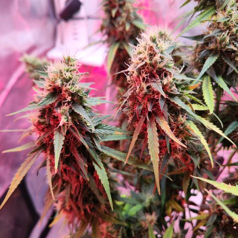 Bonnie growlog timeline photo