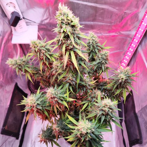 Bonnie growlog timeline photo