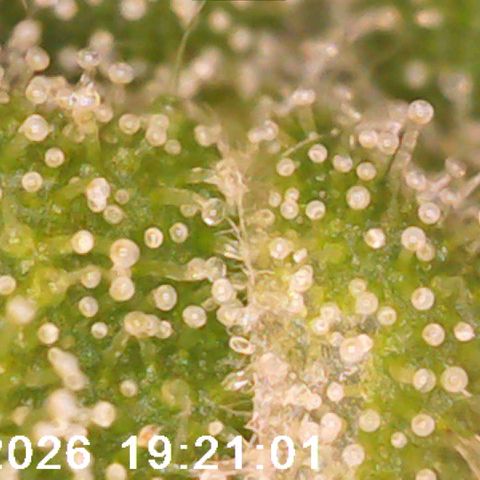 Bonnie growlog timeline photo