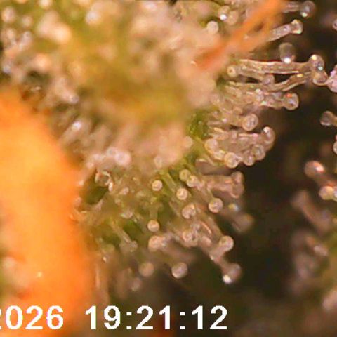 Bonnie growlog timeline photo