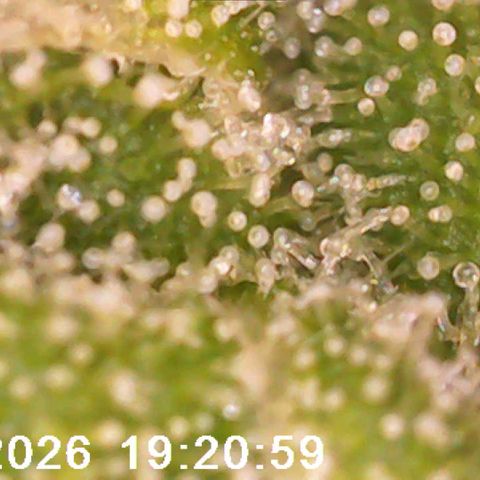 Bonnie growlog timeline photo